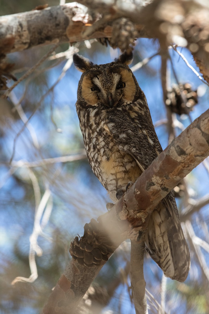 Long-eared Owl - ML160159631