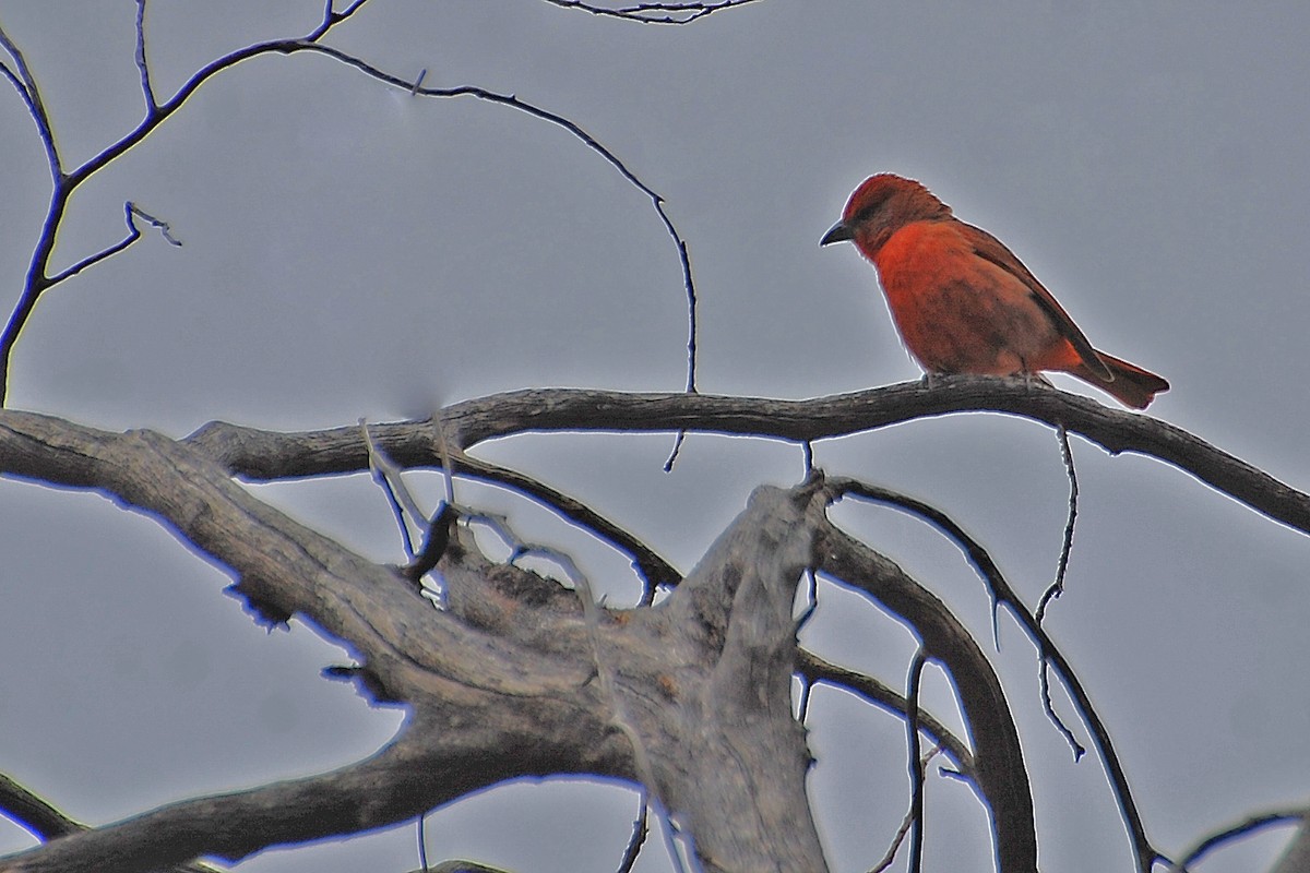 Hepatic Tanager - ML160165291