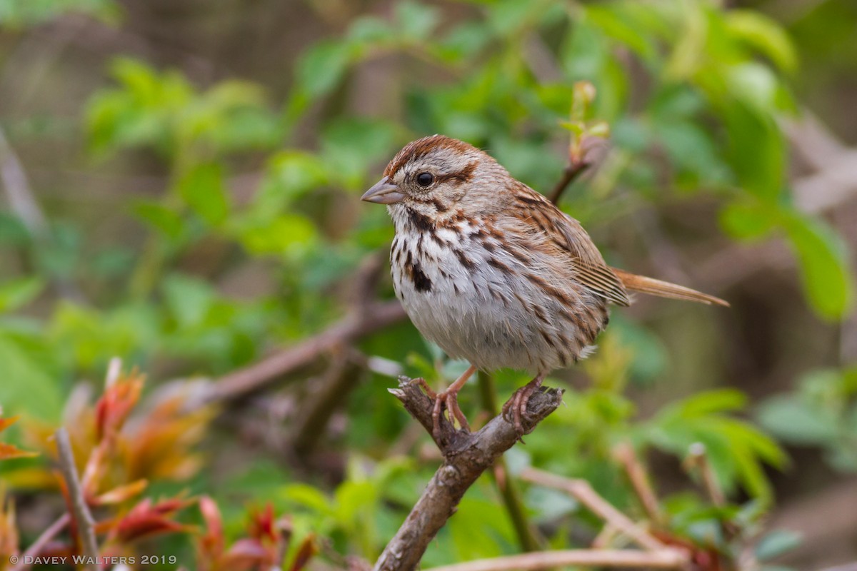 Song Sparrow - Davey Walters