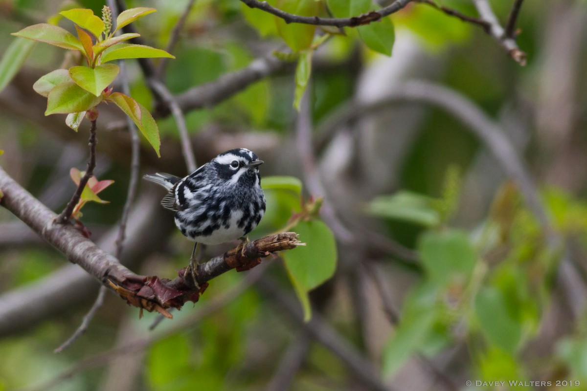 Black-and-white Warbler - ML160168281