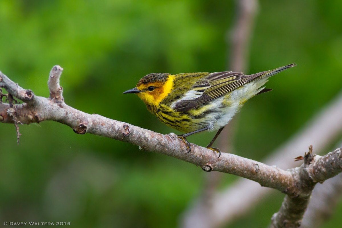 Cape May Warbler - ML160169091