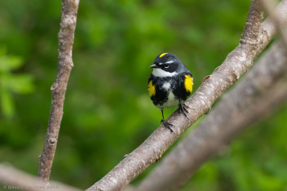 Yellow-rumped Warbler (Myrtle) - ML160169331