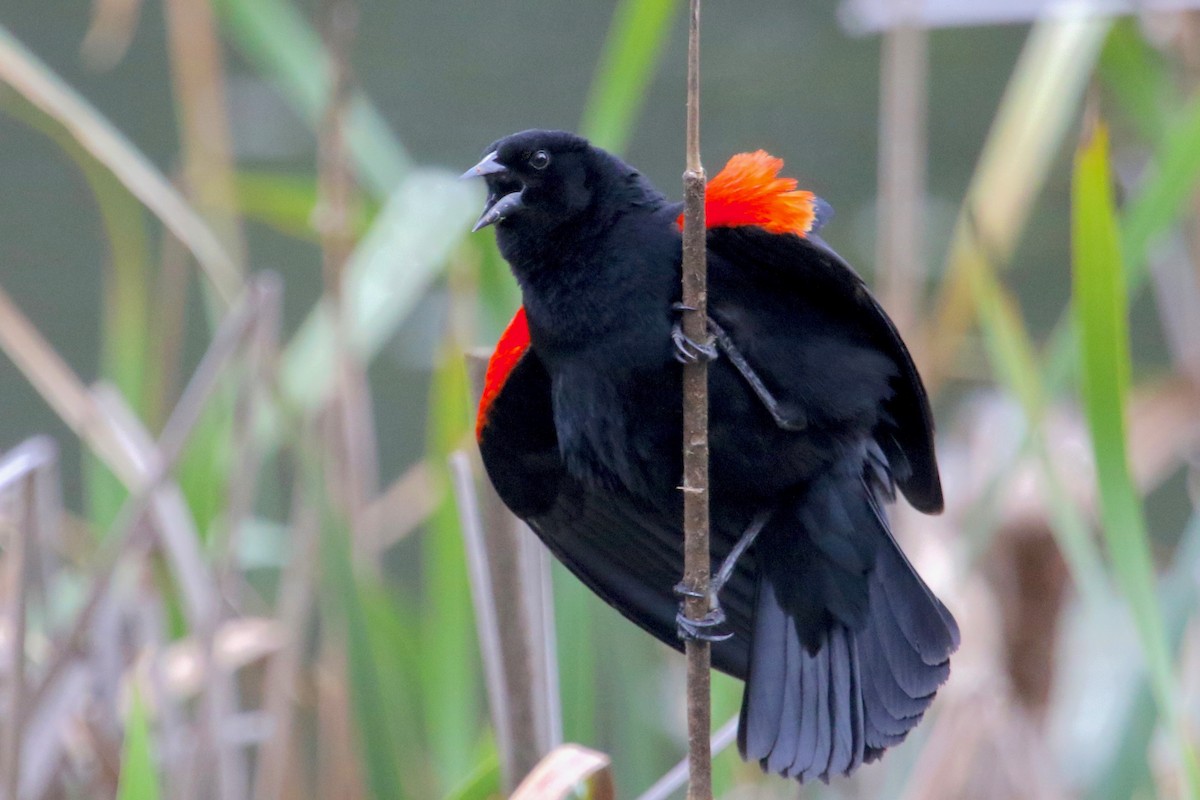 Red-winged Blackbird - Gil Ewing