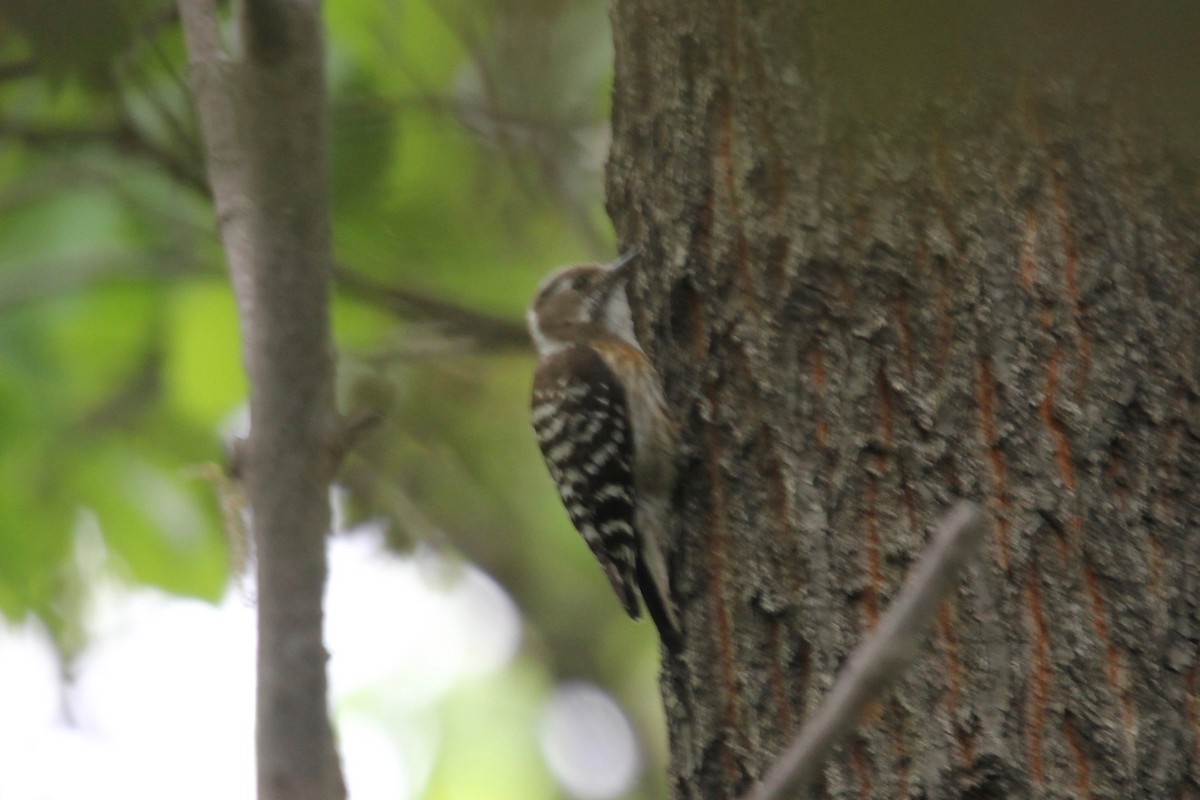 Japanese Pygmy Woodpecker - ML160174771