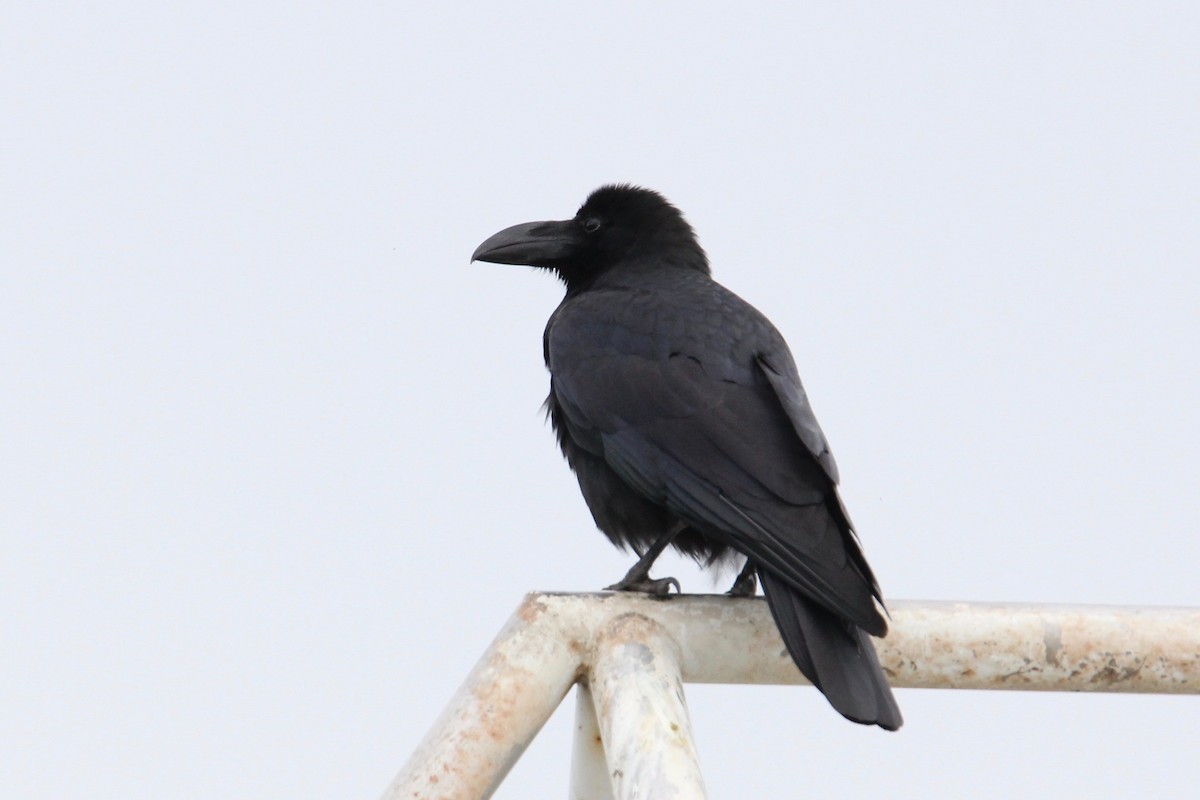 Large-billed Crow - ML160174901