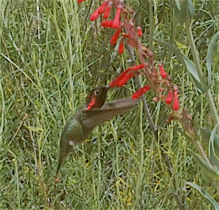 Anna's Hummingbird - ML160174921