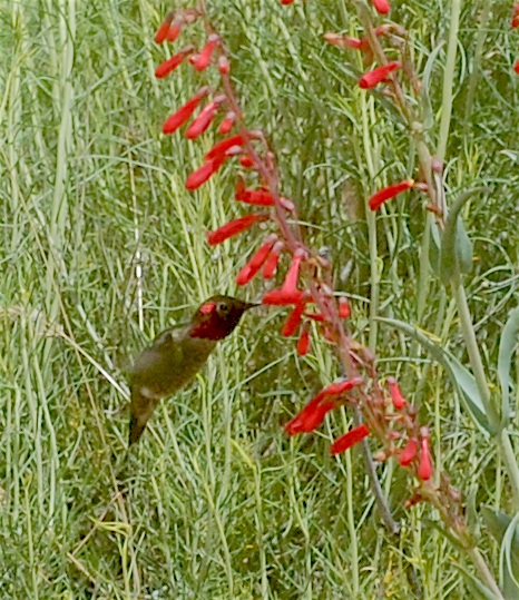 Anna's Hummingbird - ML160174931