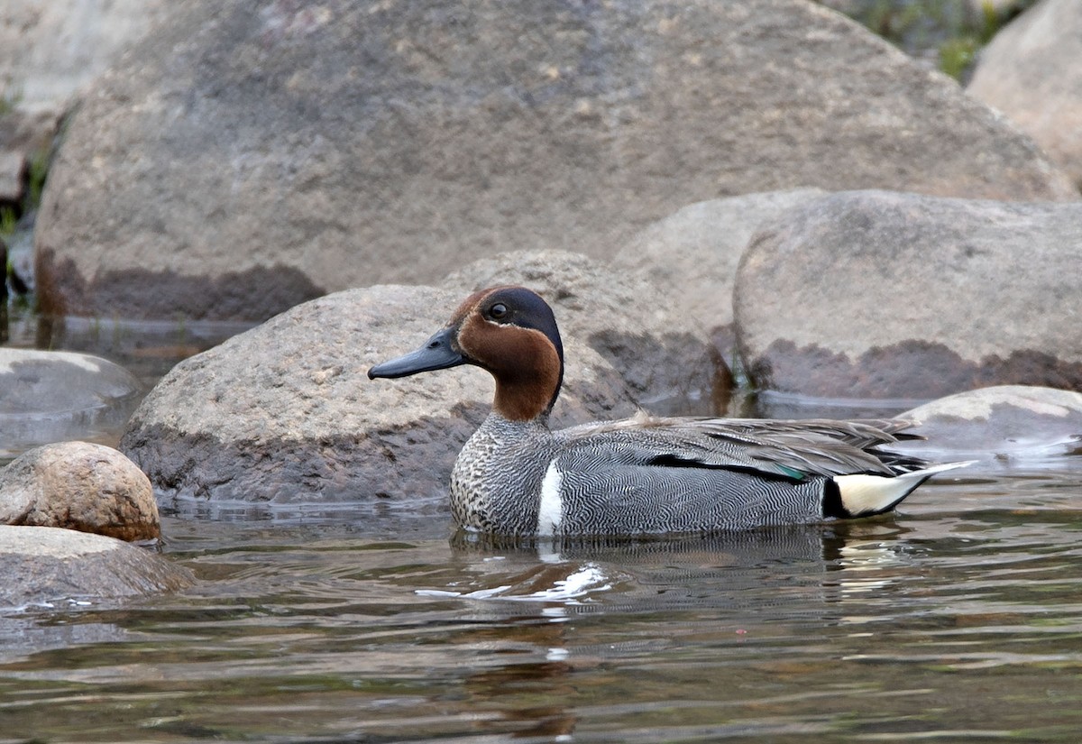 Green-winged Teal - Denny Swaby