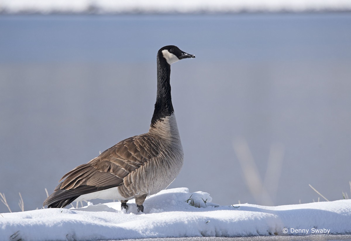 Canada Goose - Denny Swaby
