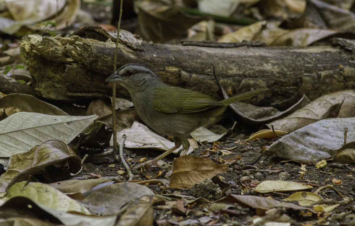 Green-backed Sparrow - ML160177251