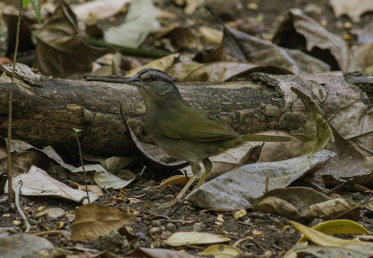 Green-backed Sparrow - ML160177271