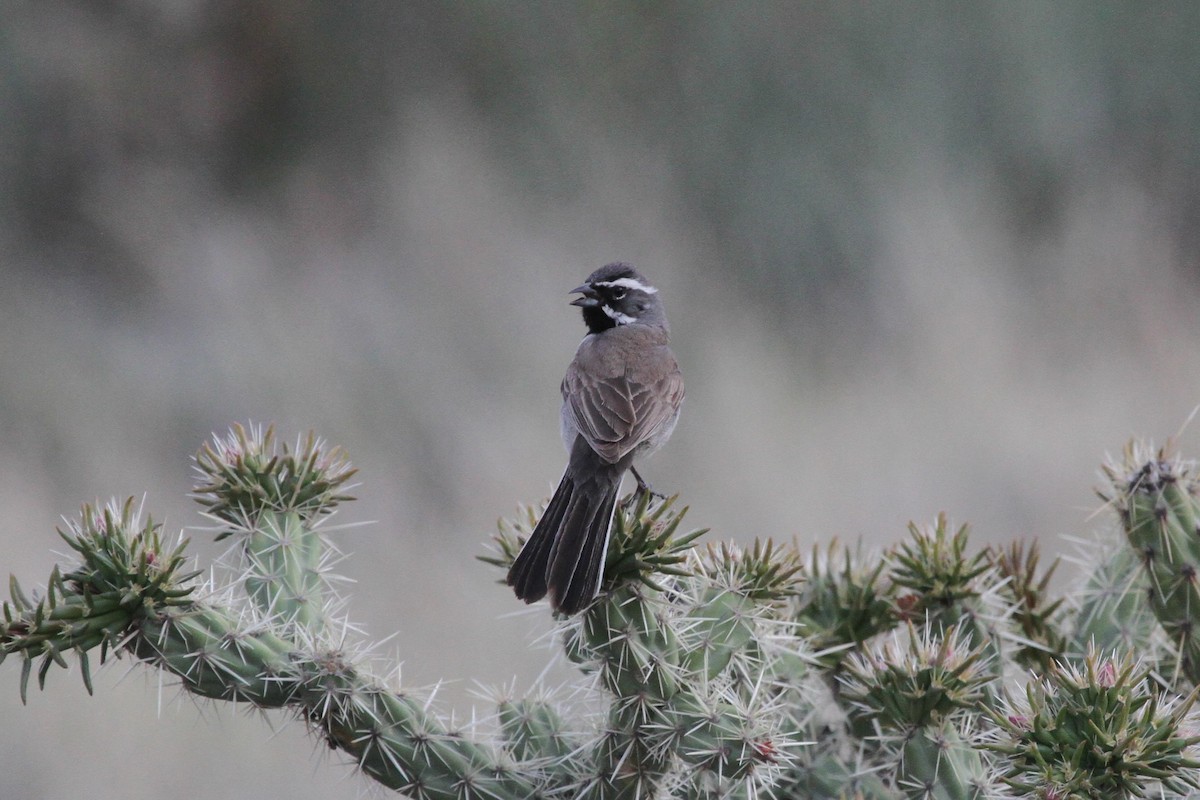 Black-throated Sparrow - ML160177471