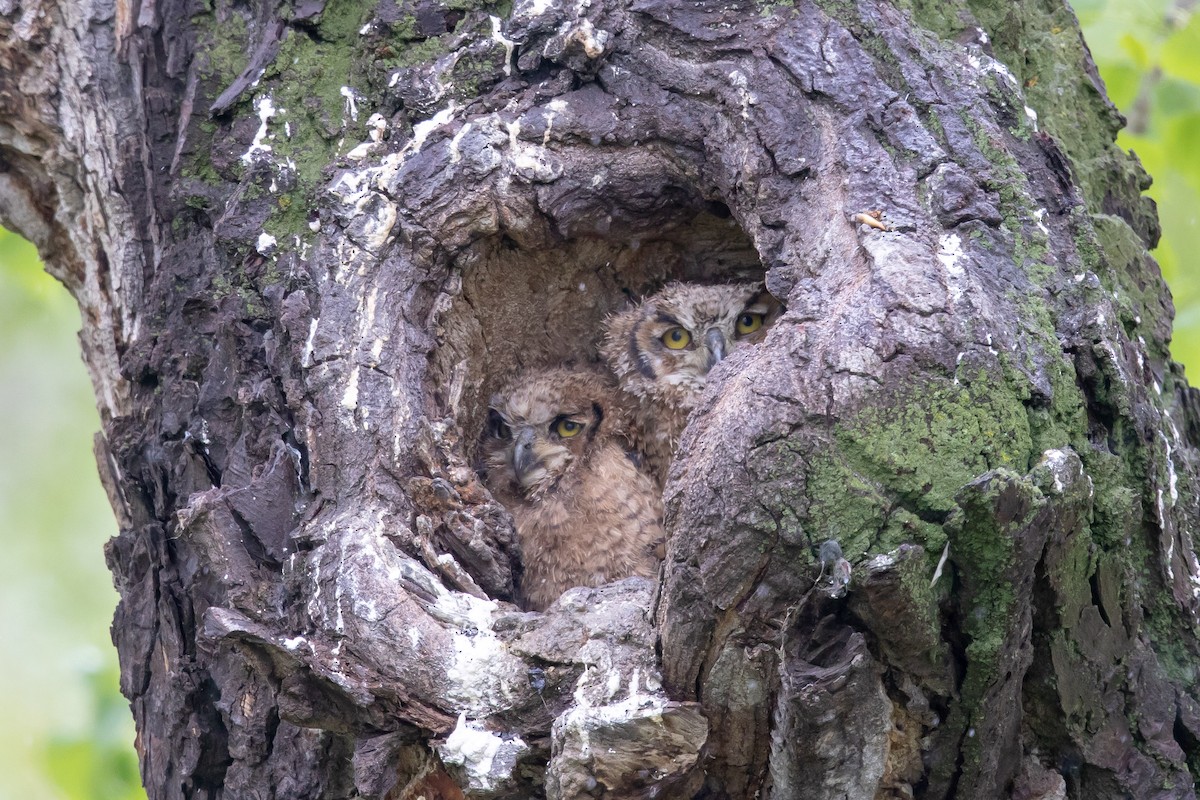 Great Horned Owl - ML160177731