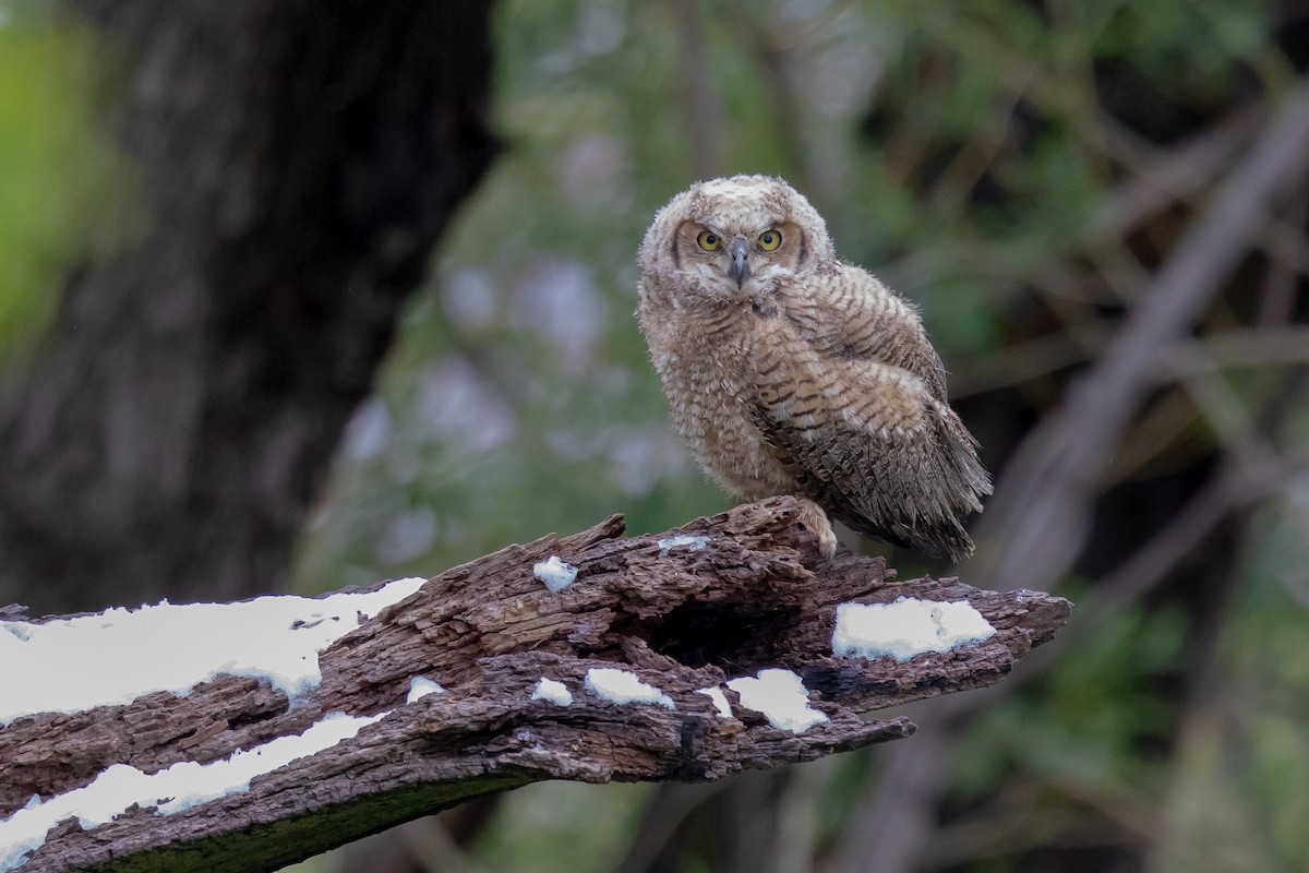 Great Horned Owl - ML160177741