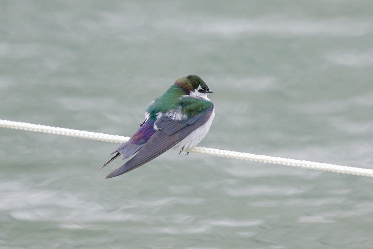 Violet-green Swallow - Robert Raker