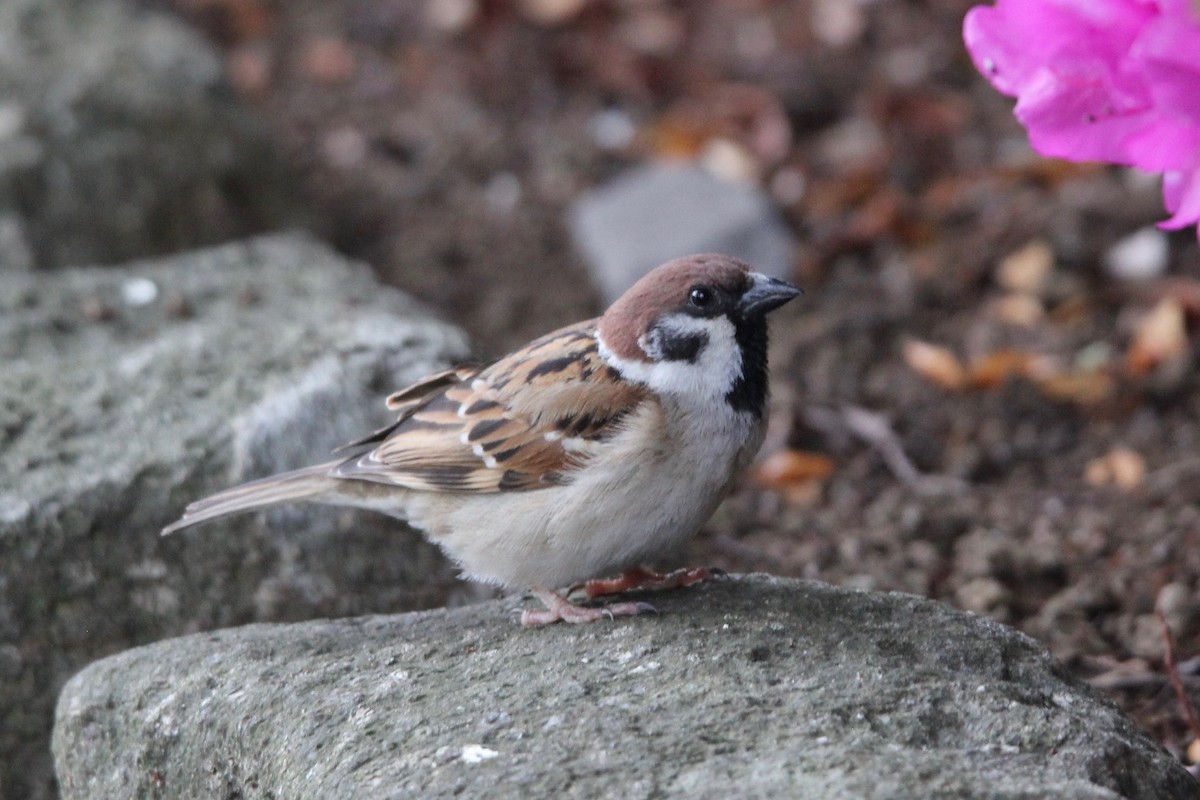 Eurasian Tree Sparrow - ML160180181