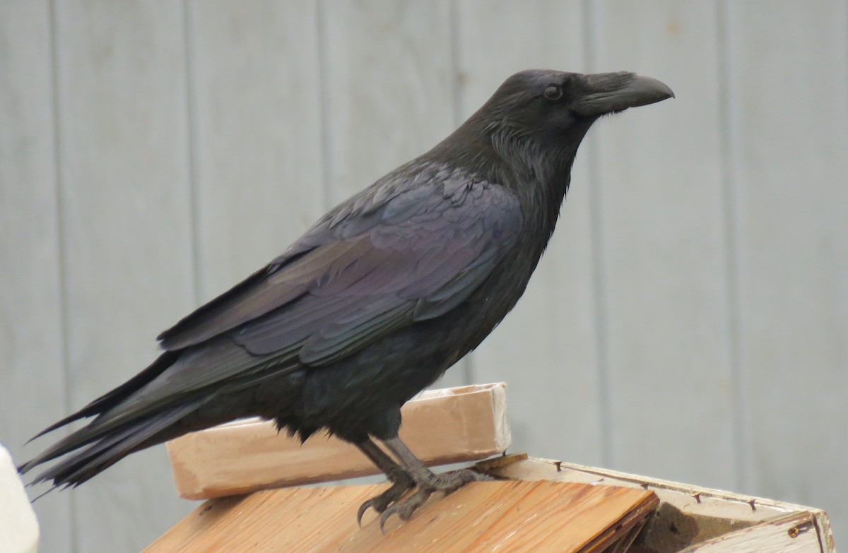 Common Raven - ML160180451