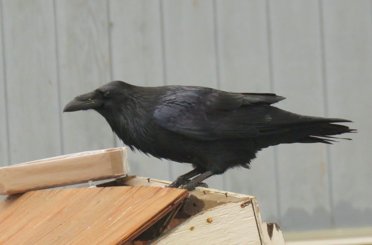 Common Raven - ML160180491