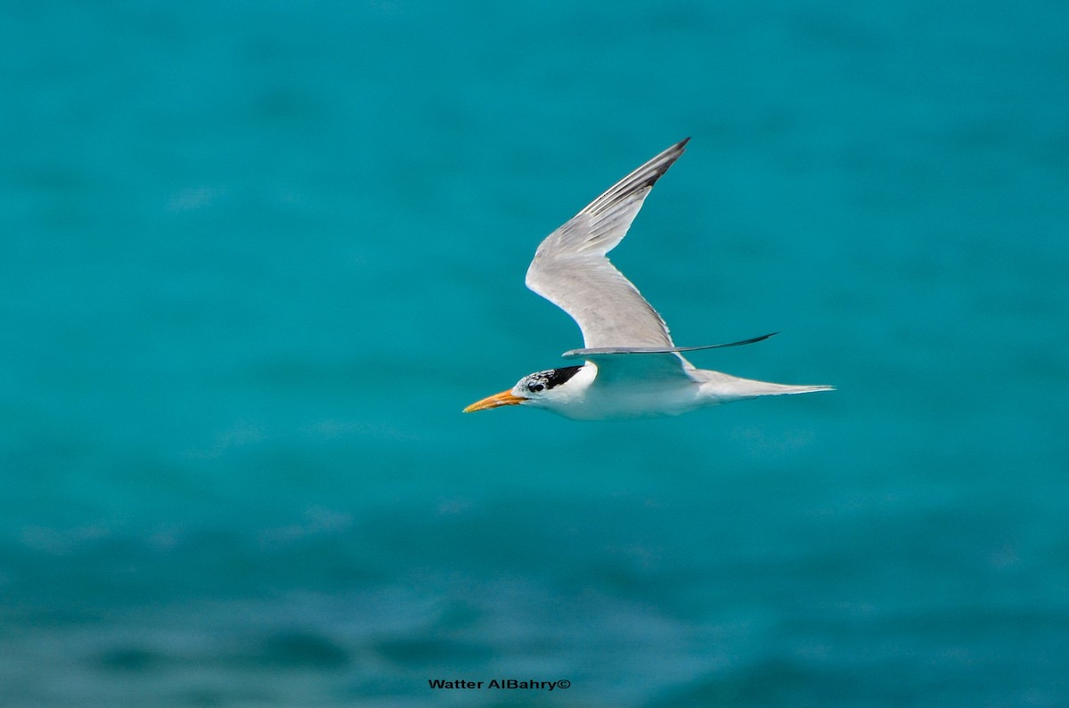 Lesser Crested Tern - ML160182021