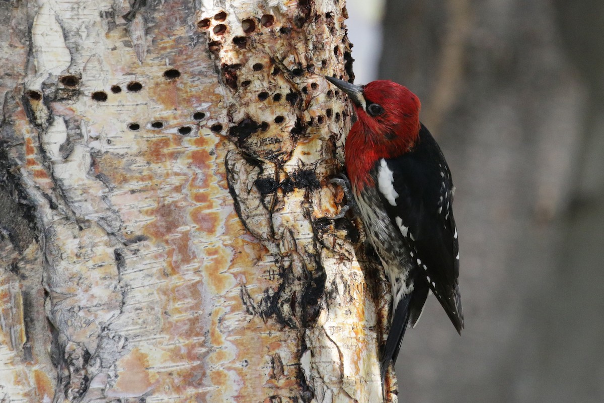 Red-breasted Sapsucker - ML160183341