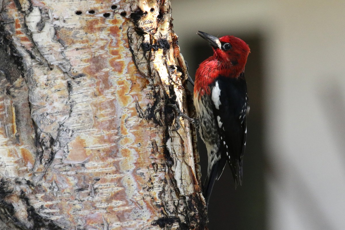 Red-breasted Sapsucker - ML160183351