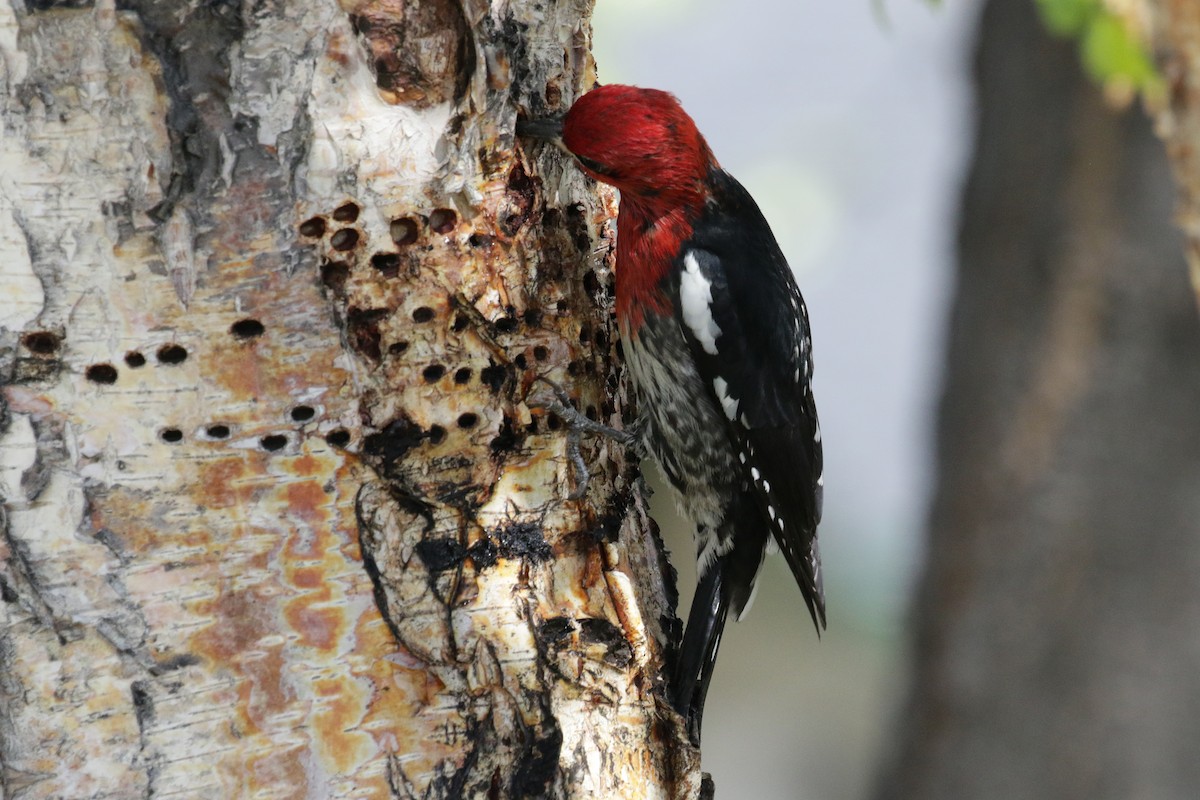 Red-breasted Sapsucker - ML160183361