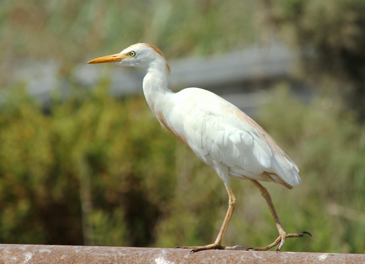 Western Cattle Egret - yuda siliki