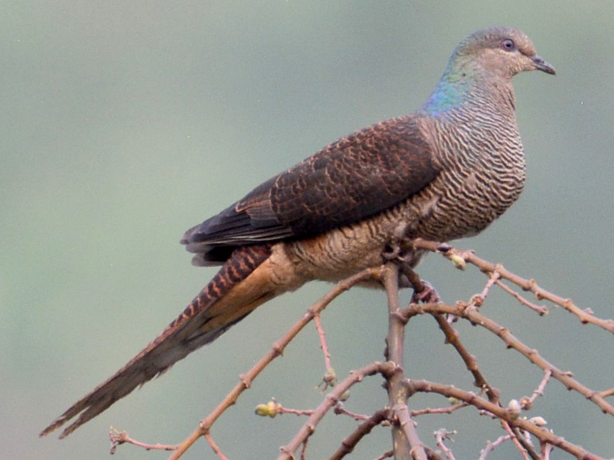 Barred Cuckoo-Dove - Arun Varghese