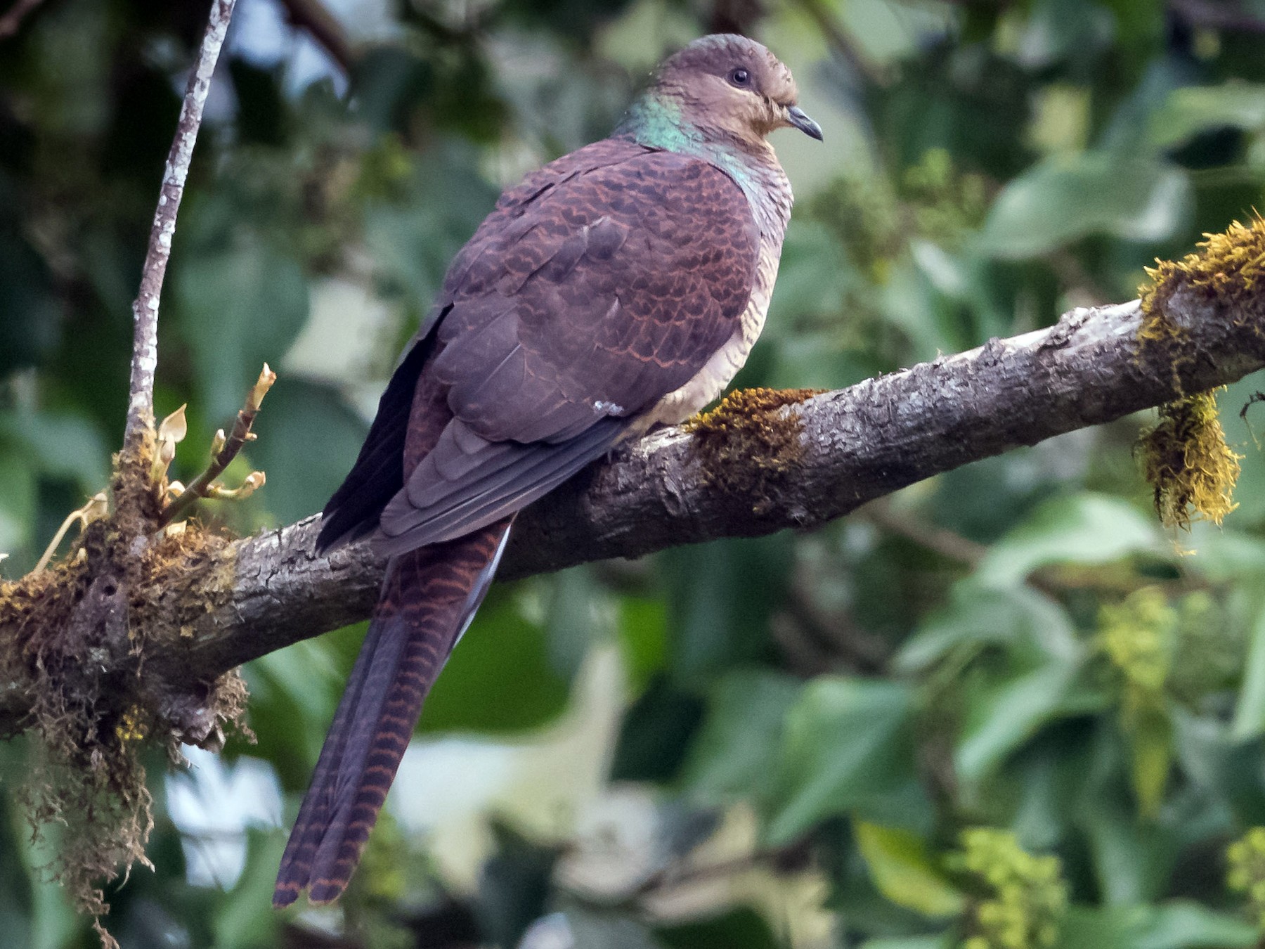 Barred Cuckoo-Dove - Prashant Tewari