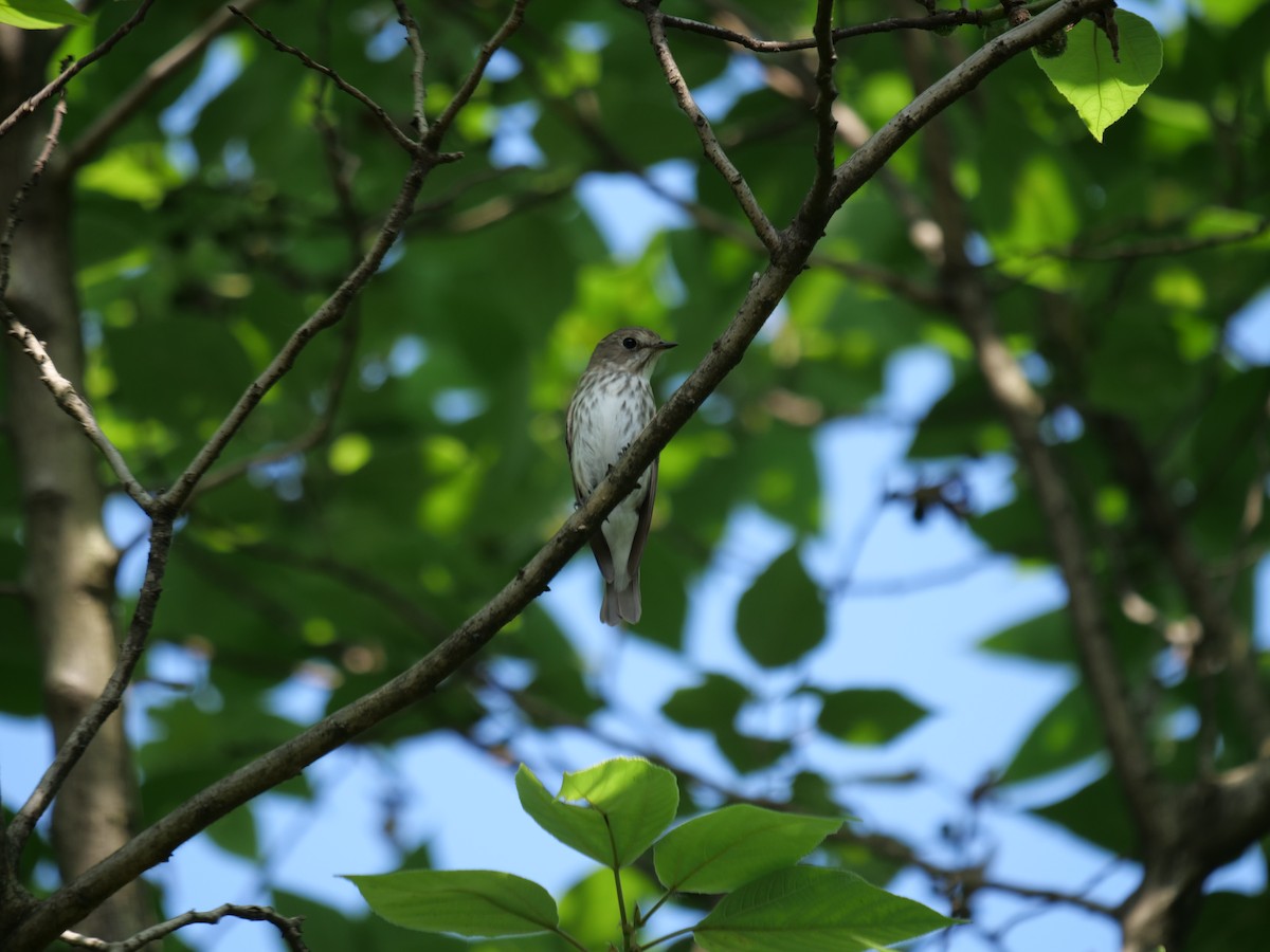 Gray-streaked Flycatcher - Cheng Qian