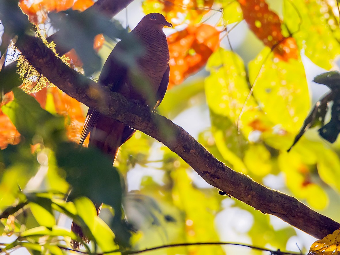 Andaman Cuckoo-Dove - Soar Excursions