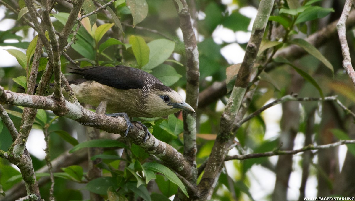 White-faced Starling - ML160184811