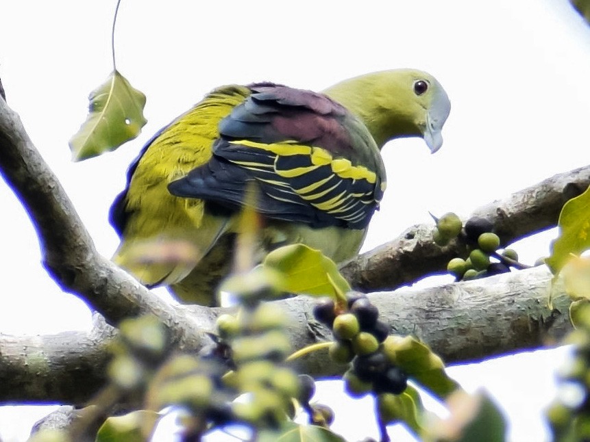 Andaman Green-Pigeon - Jonathan George