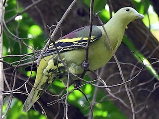 Andaman Green-Pigeon - Treron chloropterus - Birds of the World