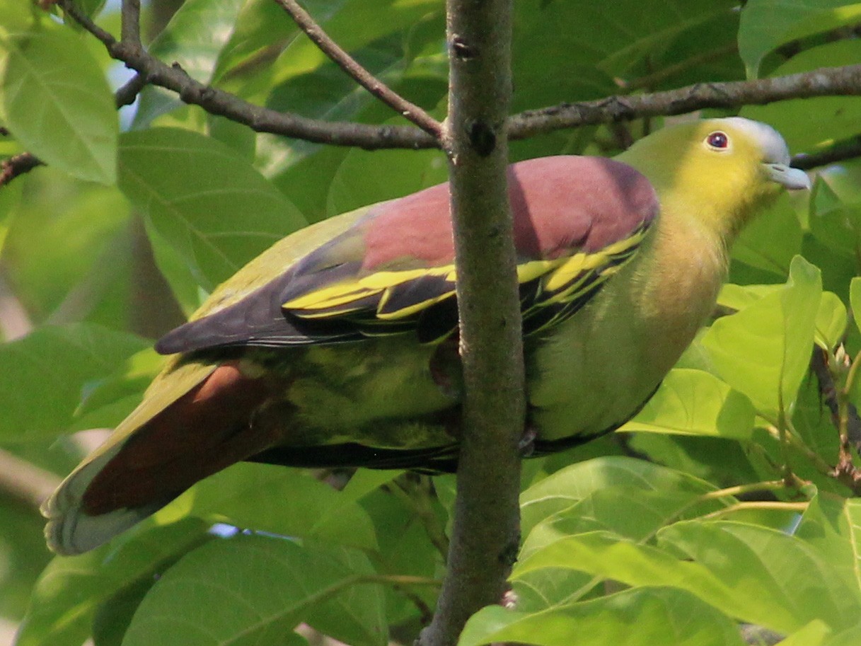 Ashy-headed Green-Pigeon - eBird