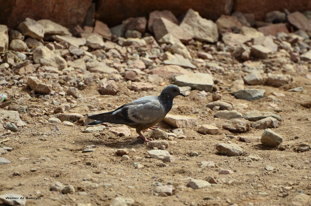 Pigeon biset (forme sauvage) - ML160185701