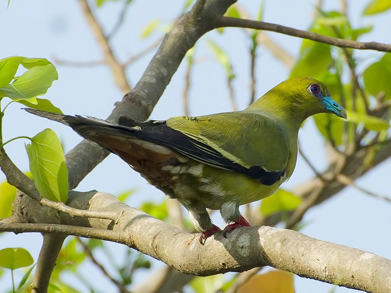 Pin-tailed Green-Pigeon - Sandip Das