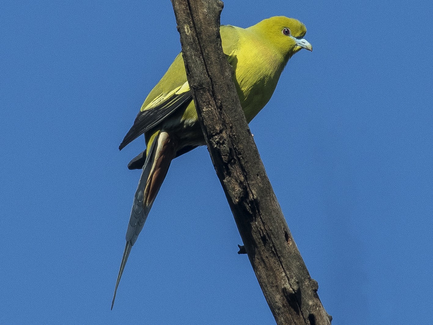Pin-tailed Green-Pigeon - Mukesh  Sehgal