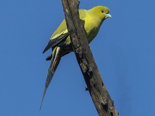  - Pin-tailed Green-Pigeon