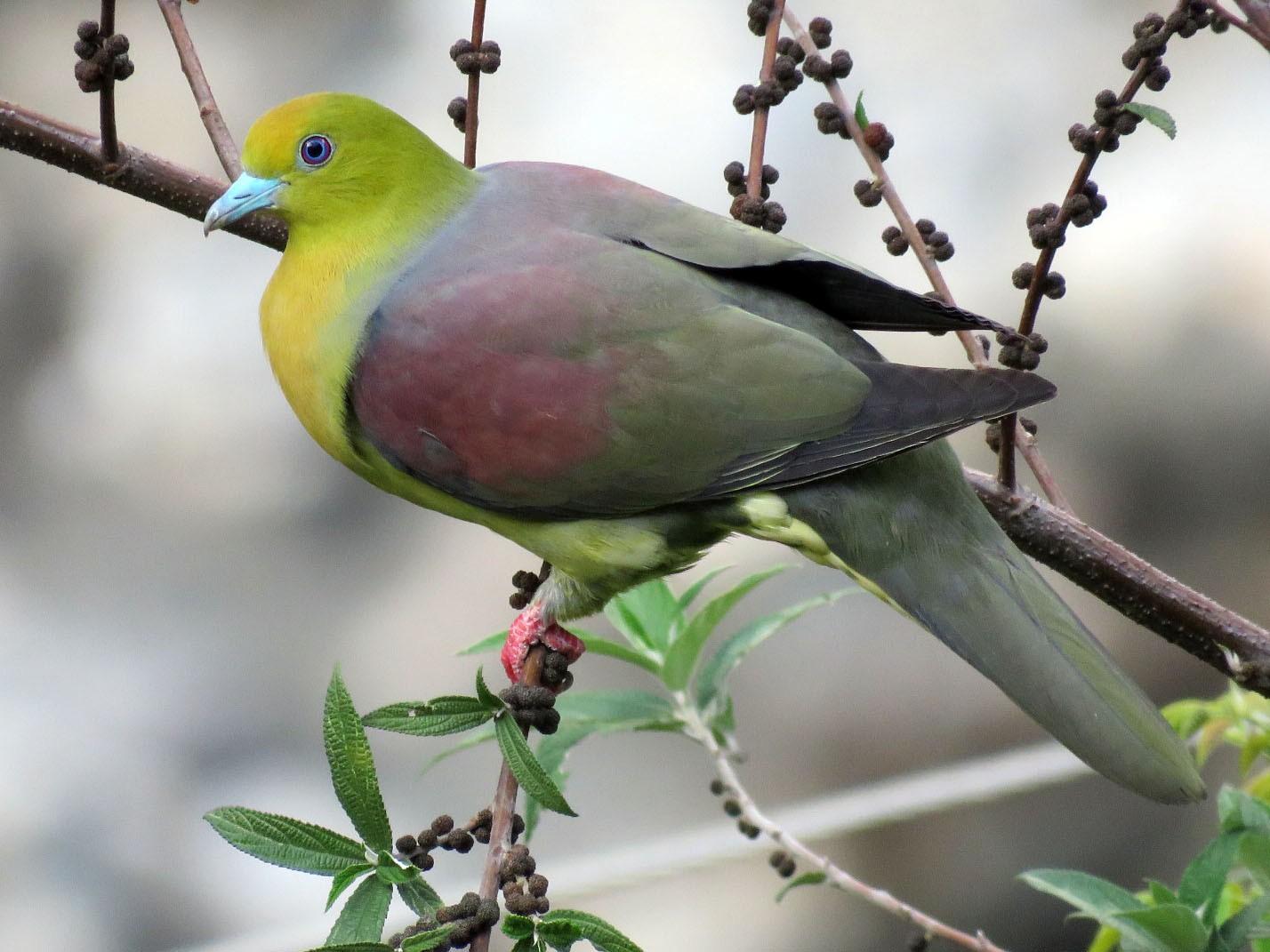 Wedge-tailed Green-Pigeon - Ritvik Singh