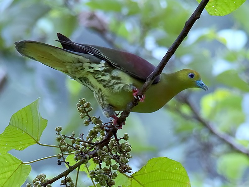 Wedge-tailed Green-Pigeon - Sandip Das