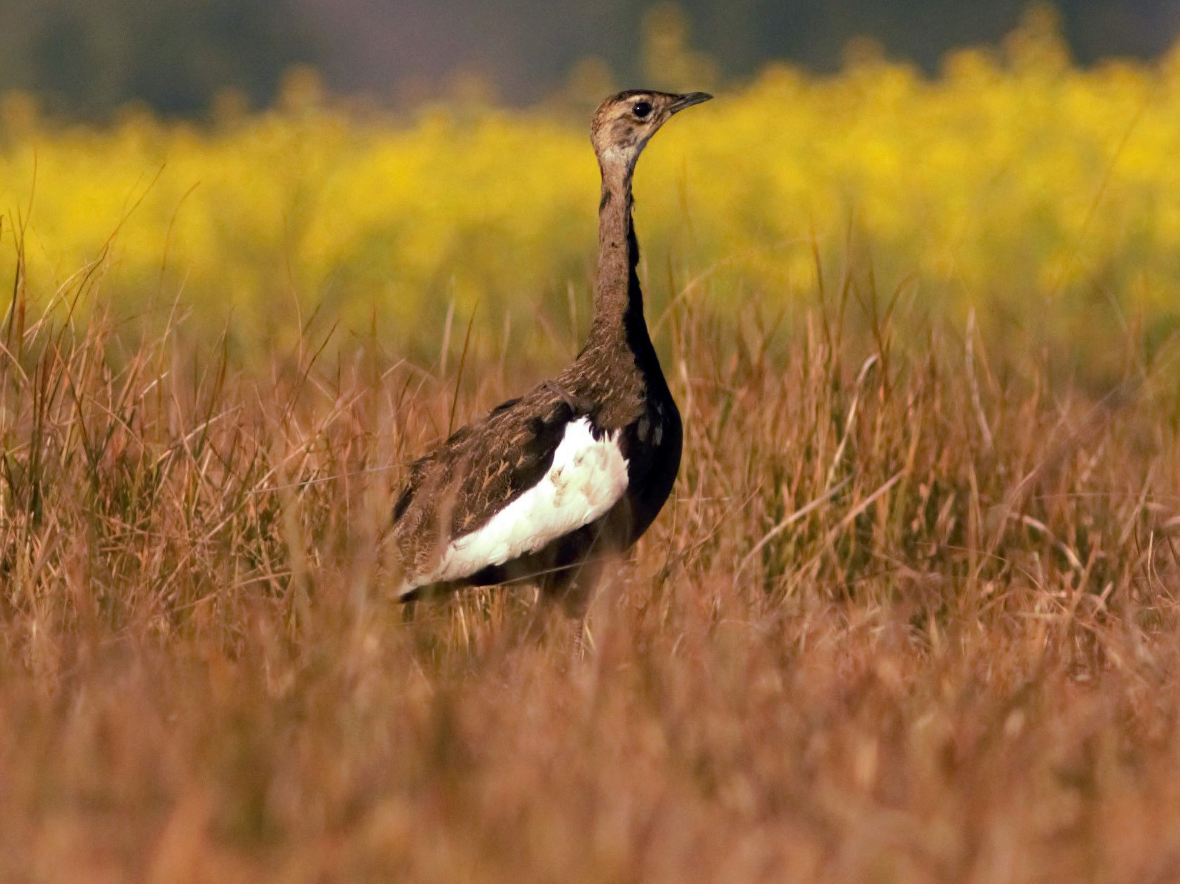 Bengal Florican - Nikita Khamparia