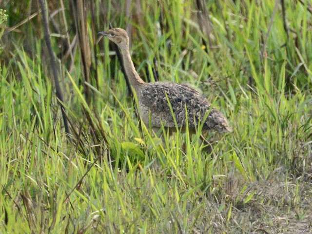 Photos - Bengal Florican - Houbaropsis bengalensis - Birds of the World