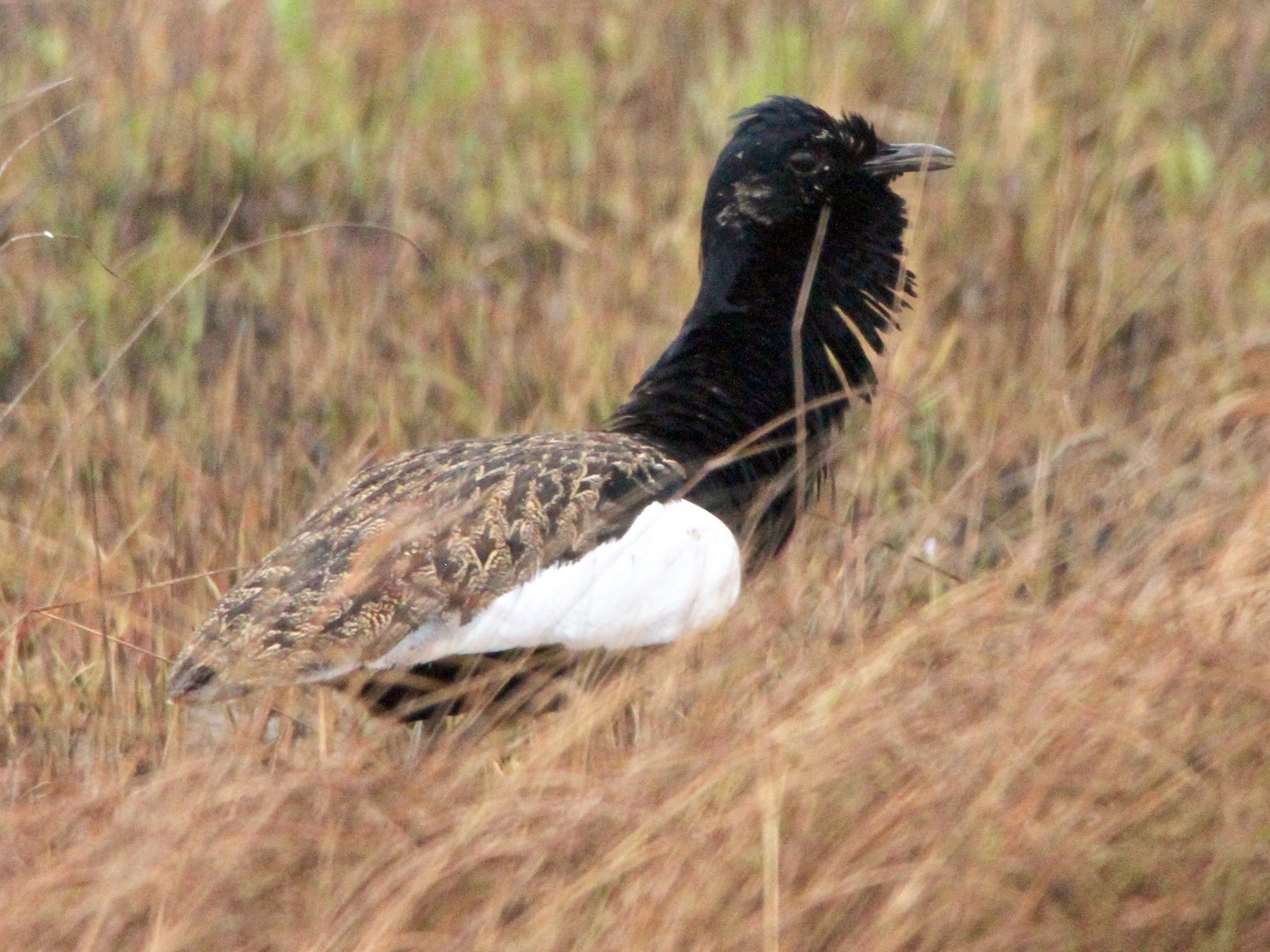 Bengal Florican - Anthony Collerton