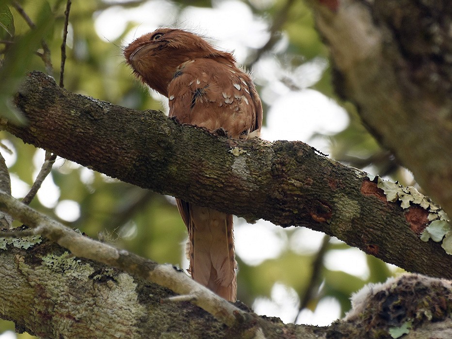 Hodgson's Frogmouth - Supaporn Teamwong