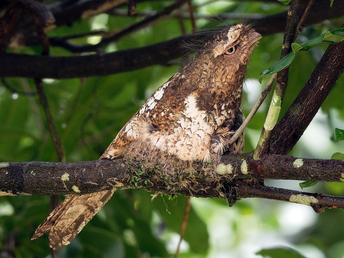Hodgson's Frogmouth - Batrachostomus hodgsoni - Birds of the World