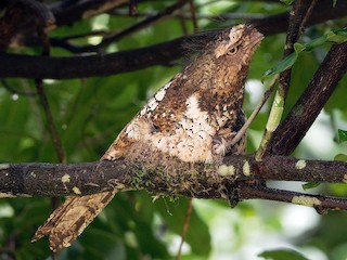  - Hodgson's Frogmouth