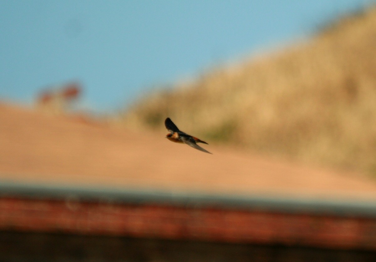 Cave Swallow - ML160186561