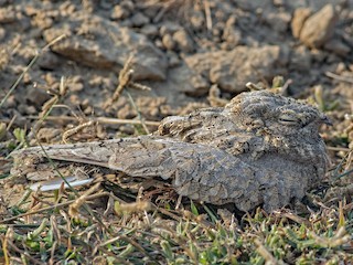  - Sykes's Nightjar