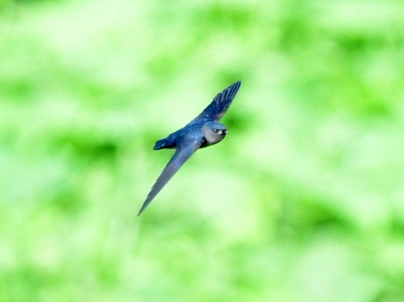 Plume-toed Swiftlet - Anonymous